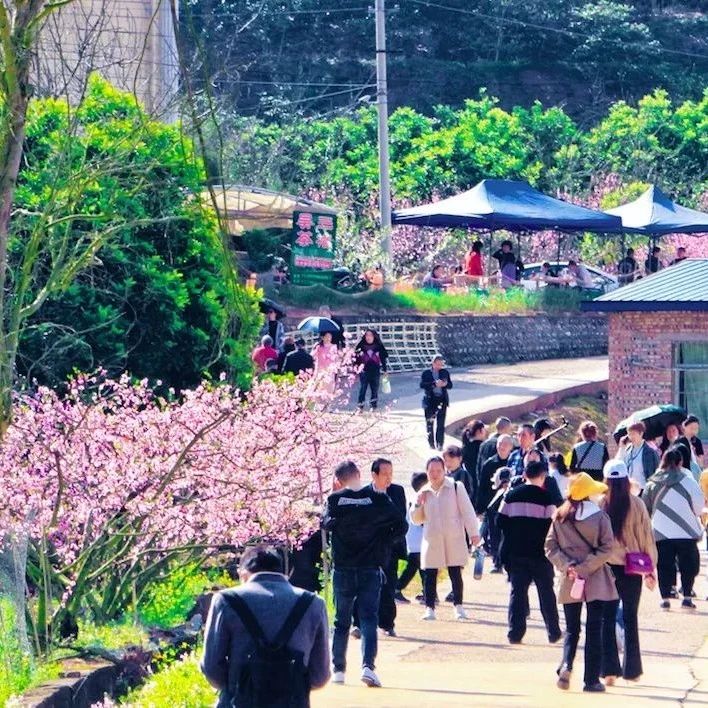 “香约仁里镇 漫步桃花林”——2023年船山区桃李村第八届桃花游园节开幕啦！